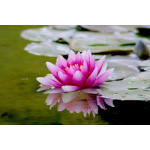 Water Lotus