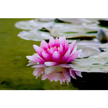 Water Lotus