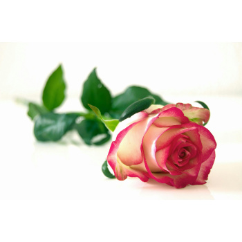 Rose of sunrise