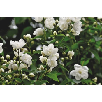 Jasmine