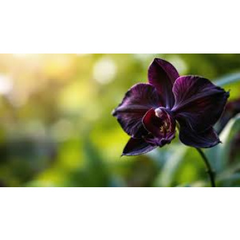 Black orchid